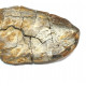 Elonichthys sp.