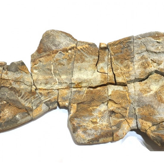 Elonichthys sp.