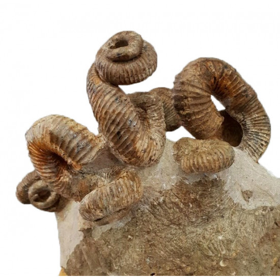 bostrychoceras polyplocum (dextre et senestre)