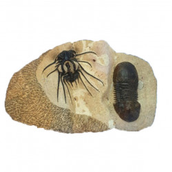 dicranurus monstrosus + paralejurus dormitenzeri