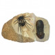 dicranurus monstrosus + paralejurus dormitenzeri