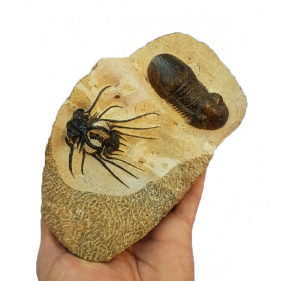 dicranurus monstrosus + paralejurus dormitenzeri