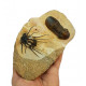 dicranurus monstrosus + paralejurus dormitenzeri