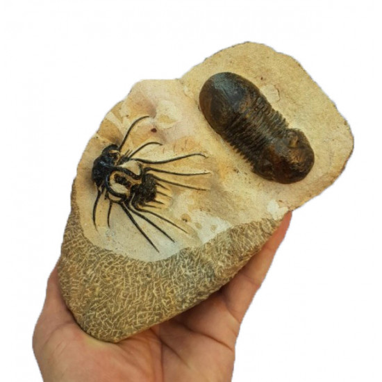 dicranurus monstrosus + paralejurus dormitenzeri