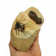 dicranurus monstrosus + paralejurus dormitenzeri