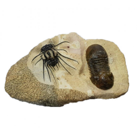 dicranurus monstrosus + paralejurus dormitenzeri