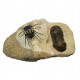dicranurus monstrosus + paralejurus dormitenzeri