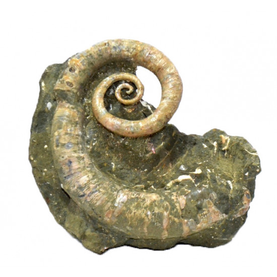 Ephamulina arcuata 