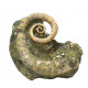 Ephamulina arcuata 