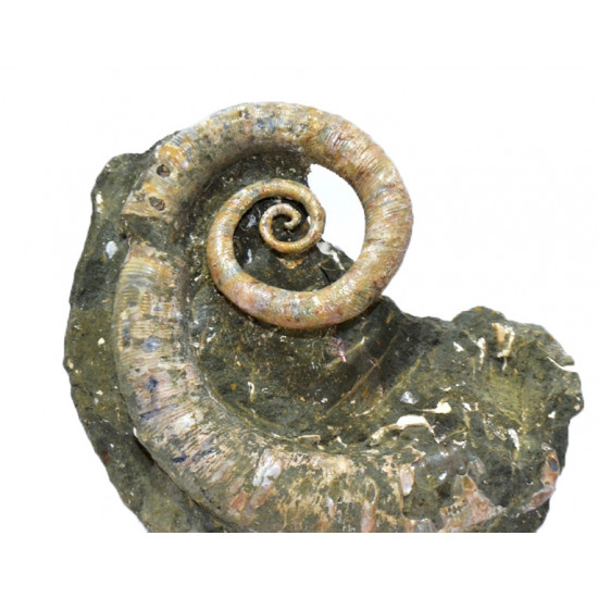 Ephamulina arcuata 