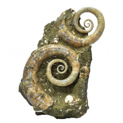 Ephamulina arcuata (double)