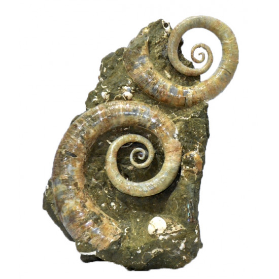 Ephamulina arcuata (double)