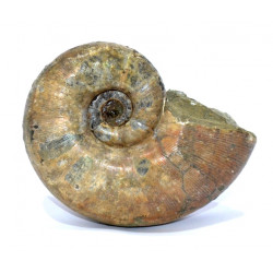 argonoticeras sp. (rare)