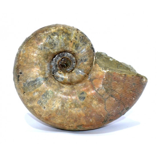 argonoticeras sp. (rare)