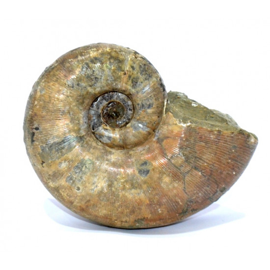 argonoticeras sp. (rare)