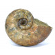 argonoticeras sp. (rare)