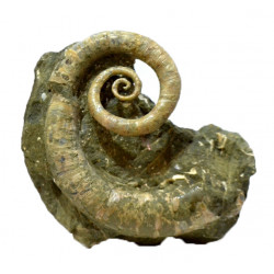 Ephamulina arcuata 