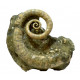 Ephamulina arcuata 