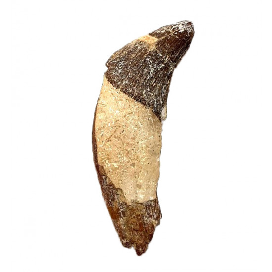 pappocetus lugardi