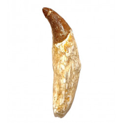 basilosaurus zeuglodon 