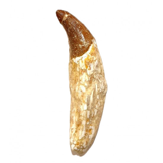 basilosaurus zeuglodon 