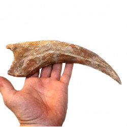 spinosaurus aegypticus (huge claw)