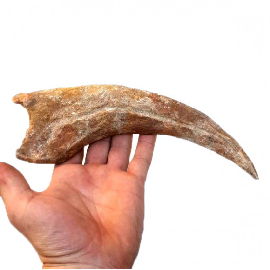 spinosaurus aegypticus (huge claw)