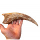 spinosaurus aegypticus (huge claw)