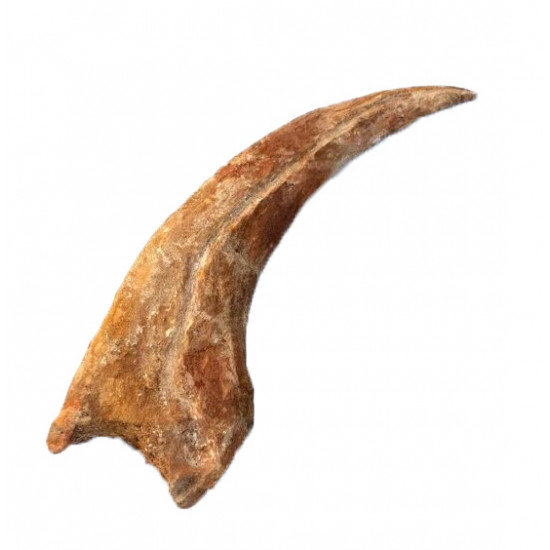 spinosaurus aegypticus (huge claw)