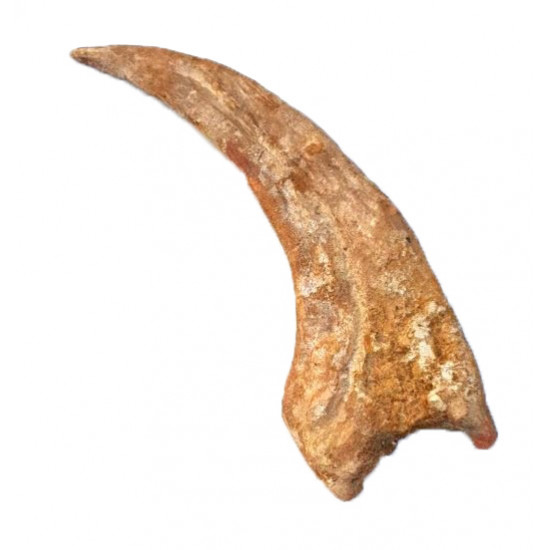 spinosaurus aegypticus (huge claw)
