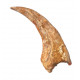 spinosaurus aegypticus (huge claw)