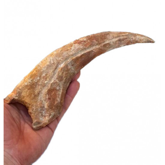 spinosaurus aegypticus (huge claw)