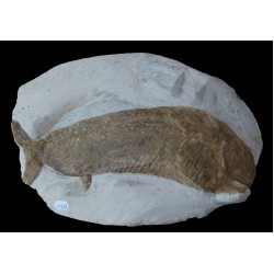 Eubiodectes sp
