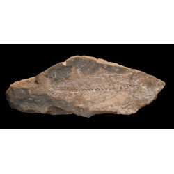 Leuciscus sp