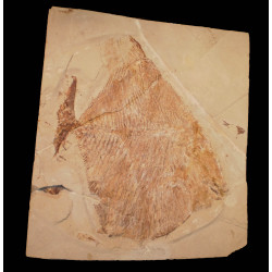Pycnodonte sp