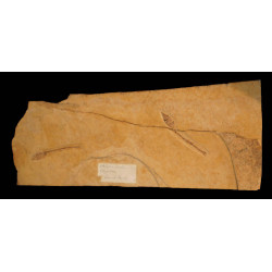 Cobitopsis acutus