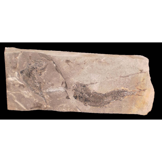 Paleoniscum freieslebeni Paleoniscum freieslebeni