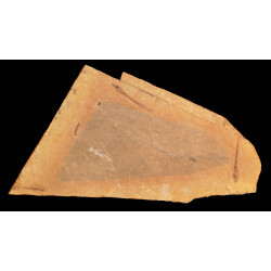 Cobitopsis acutus