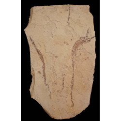 Syngnathus emeritus