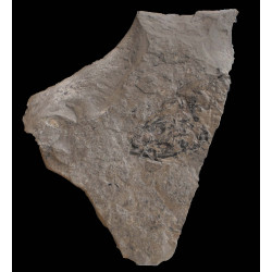Pholidophorus sp (head)