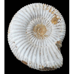 Kranaosphinctes rabei