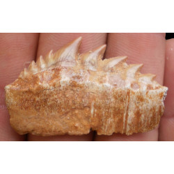 Notidanodon loozi