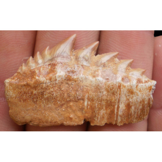 Notidanodon loozi