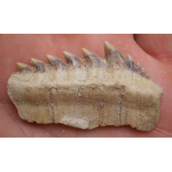Notidanodon loozi