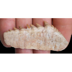 Notidanodon loozi