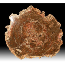 Fossil wood from Madagascar 45 kg
