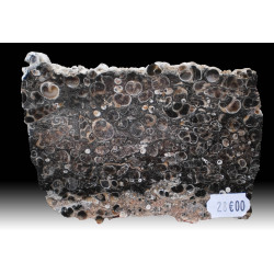 Turritella fossil slice