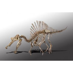 Spinosaurus aegypticus (skeleton)