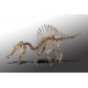 Spinosaurus aegypticus (skeleton) Spinosaurus aegypticus (skeleton)
