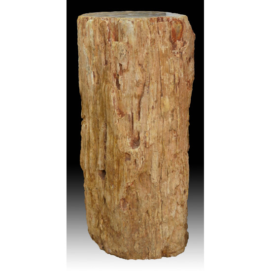 Petrified wood trunk